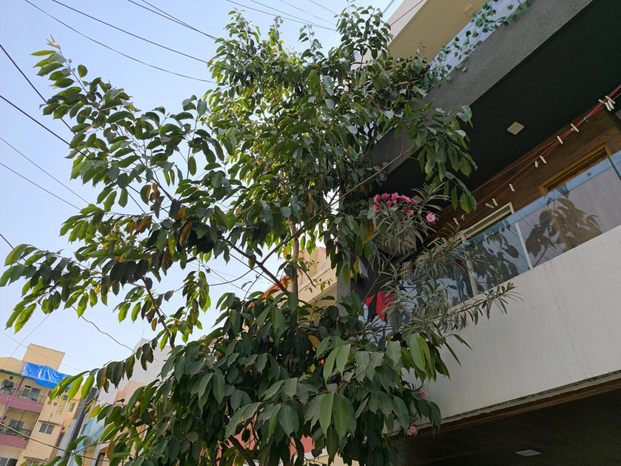 Orraica Aman Luxuriya * Indore